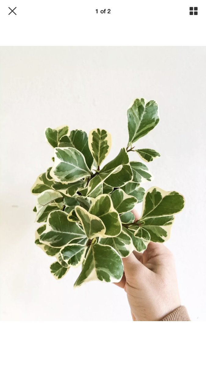 JustineTullos's tweet image. Starting off 2020 RIGHT with a #ficustriangularis purchase and me stressing tf out about this plant until the end of time. #plantproblems