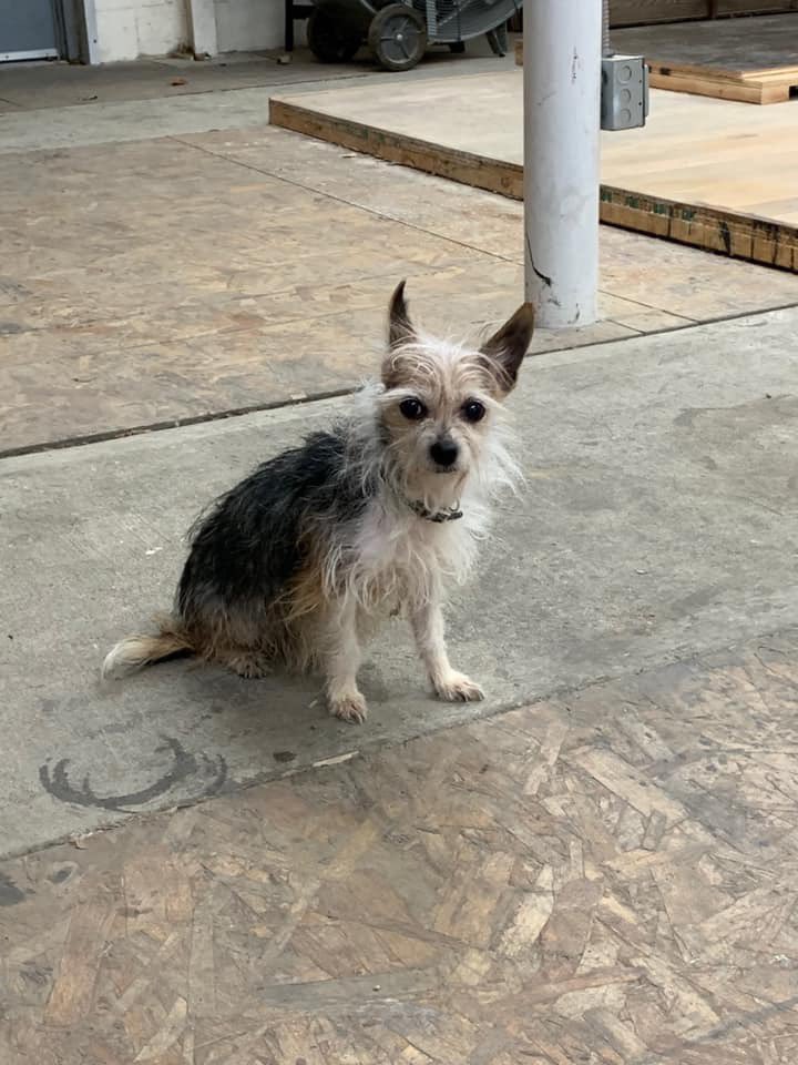 Fishers_Police's tweet photo. This little cutie was found behind a business on Ford Drive in Fishers. She has a collar but no tags.  She will be temporarily staying at the Hamilton County Humane Society until her owner comes forward! https://t.co/YuVB8sIZct