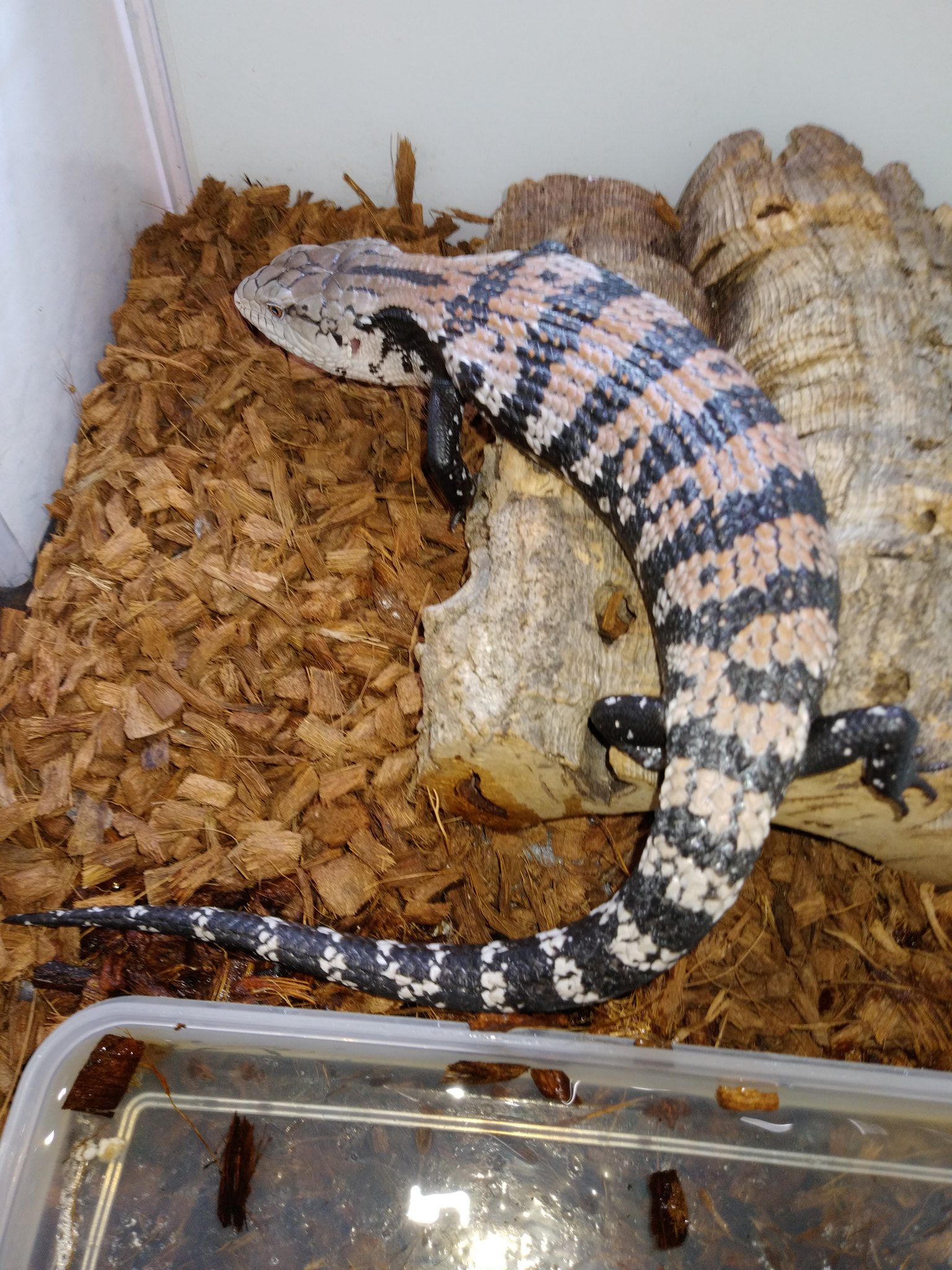 七転び八起き アンボンアオジタトカゲ ハルマヘラアオジタトカゲ おはようございます 何でも食べて 飼育者に良く懐く おとなしいトカゲですよ T Co M1zz8xk7p3 Twitter