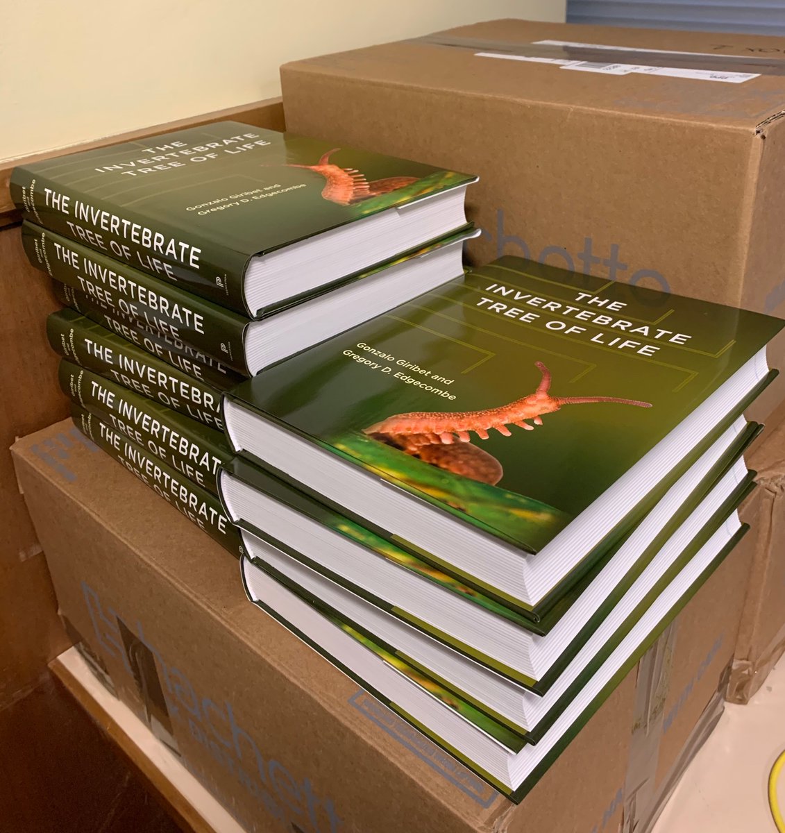Gonzalo Giribet (@ggiribet) on Twitter photo Our <a href="/PrincetonUPress/">Princeton University Press</a> textbook on invertebrates is arriving to those who placed pre-orders. Although the official launching date is March 3rd, they're already around.
<a href="/HarvardOEB/">Harvard Organismic & Evolutionary Biology</a> <a href="/MCZHarvard/">Museum of Comparative Zoology</a> <a href="/NHM_London/">Natural History Museum</a> Our <a href="/PrincetonUPress/">Princeton University Press</a> textbook on invertebrates is arriving to those who placed pre-orders. Although the official launching date is March 3rd, they're already around.
<a href="/HarvardOEB/">Harvard Organismic & Evolutionary Biology</a> <a href="/MCZHarvard/">Museum of Comparative Zoology</a> <a href="/NHM_London/">Natural History Museum</a>