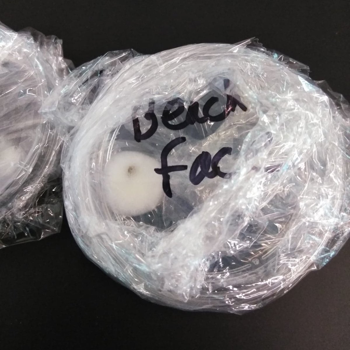 Mangrove Detectives tweet media