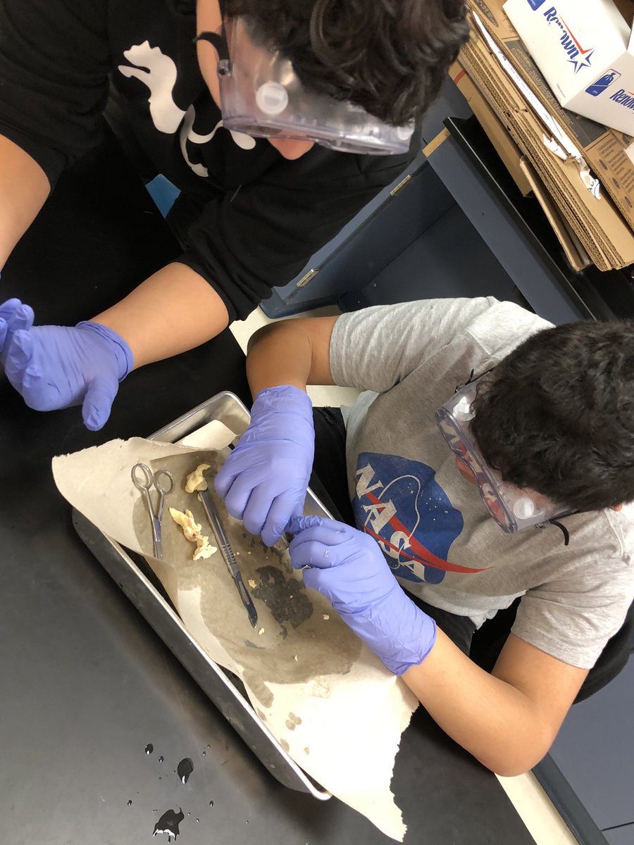 CHallScience116's tweet photo. 👁 dissection day! Finishing up the nervous system with dissecting a sheep’s eye! The kids were so engaged and didn’t want to clean up 💚 love these moments https://t.co/PveOy3qMOn