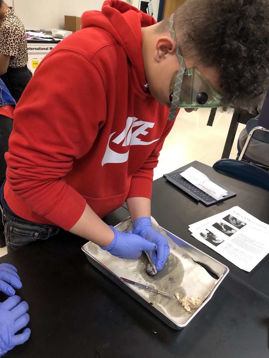 CHallScience116's tweet photo. 👁 dissection day! Finishing up the nervous system with dissecting a sheep’s eye! The kids were so engaged and didn’t want to clean up 💚 love these moments https://t.co/PveOy3qMOn