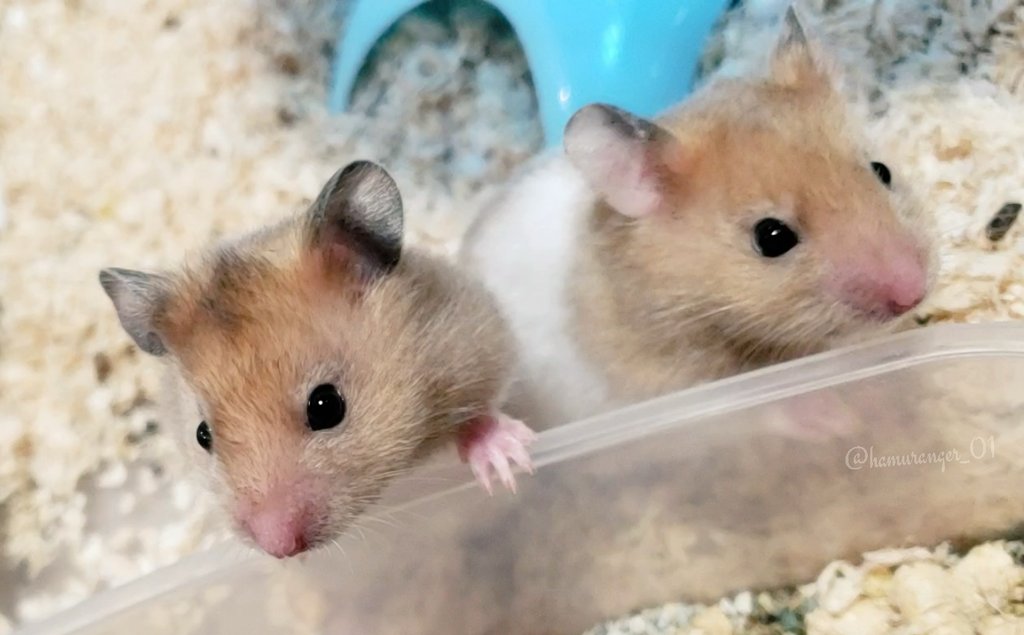 Ham's room ▷ …sK * ⚘ on X