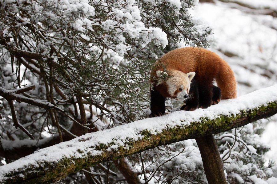 Nothing like a #SnowDay! ❄️❄️❄️❄️❄️❄️❄️❄️❄️❄️❄️❄️❄️❄️❄️❄️❄️❄️❄️❄️❄️❄️❄️❄️❄️❄️❄️❄️❄️❄️❄️❄️❄️❄️