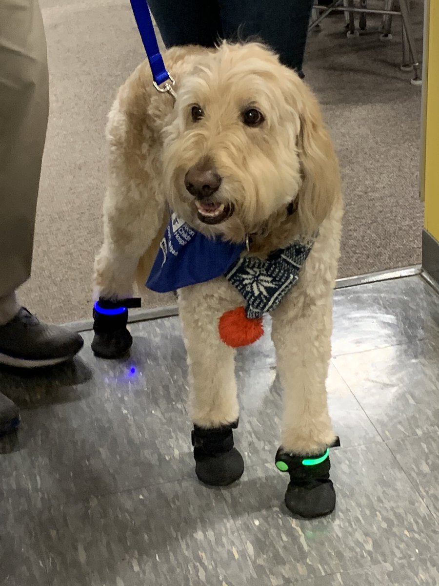 SlateHillStars's tweet image. Macaroni from @AkronChildrens  Doggie Brigade stopped by to visit @RichfieldElem for #disabilityawarenessweek