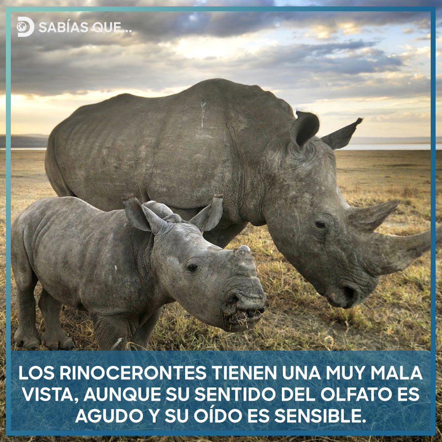 Sus habilidades varían según la especie a la que pertenecen. 🦏