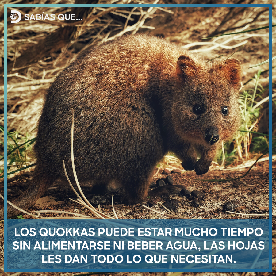 La base de su alimentación son hojas, brotes y raíces de diversas plantas.