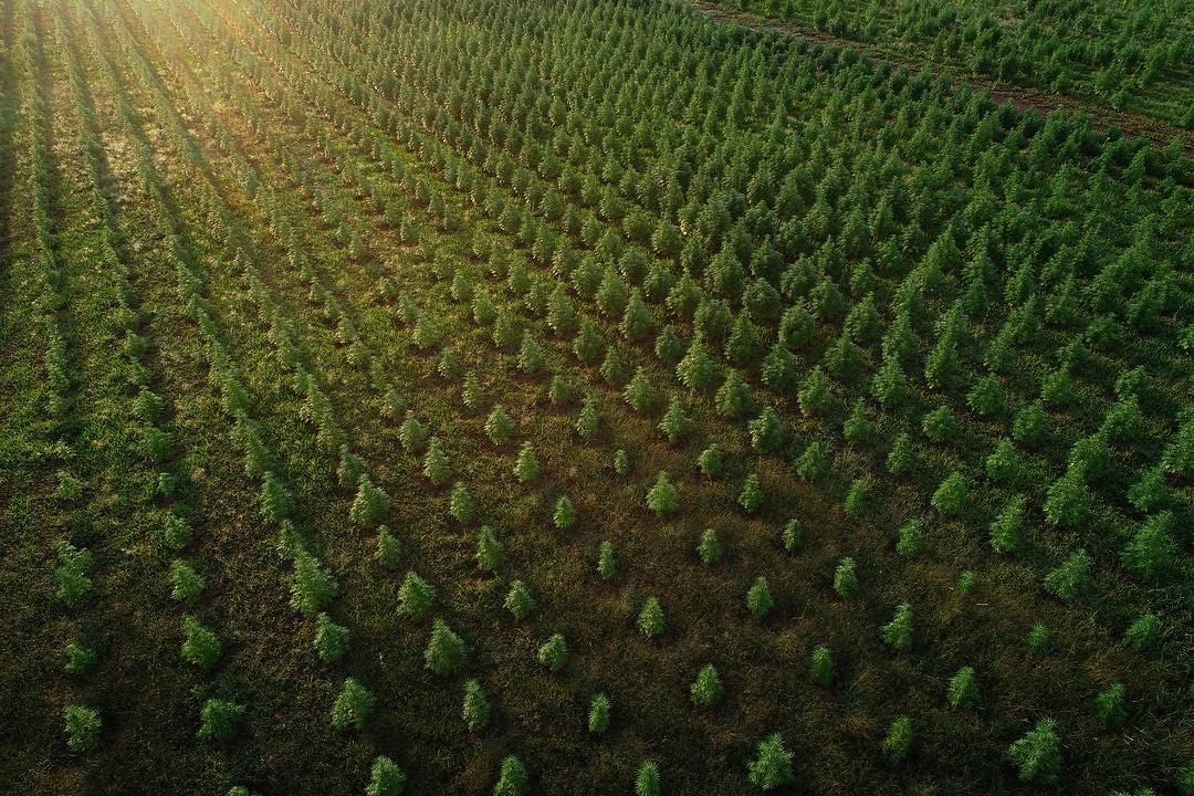 #Hemp is the miracle plant of our time, breathing in 4x the carbon dioxide (CO2) of trees during it's quick 12-14 week growing cycle. Trees take 20 years to mature vs 4 months for #IndustrialHemp. Our forests are being cut down 3x faster than they can grow! ⠀
📸: @alika_kai⠀