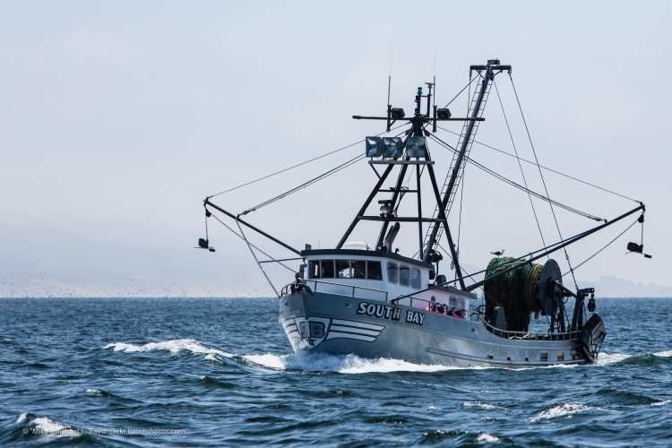 UniversityOfVictoria on Twitter: "New #research involving UVic's @baumlab ,  @UW and global #scientists published Jan. 13 in @PNASNews shows global  fisheries management is working, main reason stocks at sustainable levels  #UnivResearch @UVicScience