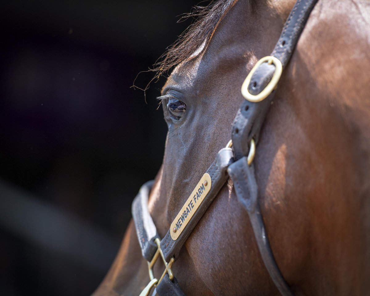 mmsnippets's tweet photo. Today is the final day of the 2020 Gold Coast Yearling Sale and carnival. We have the Book Three yearlings from 11am (Qld time) followed by the Summer Racehorse Sale featuring a draft from Godolphin. Some great opportunities for buyers today to find a coming winner!
#MMGC2020 https://t.co/iiyLUw8BjS