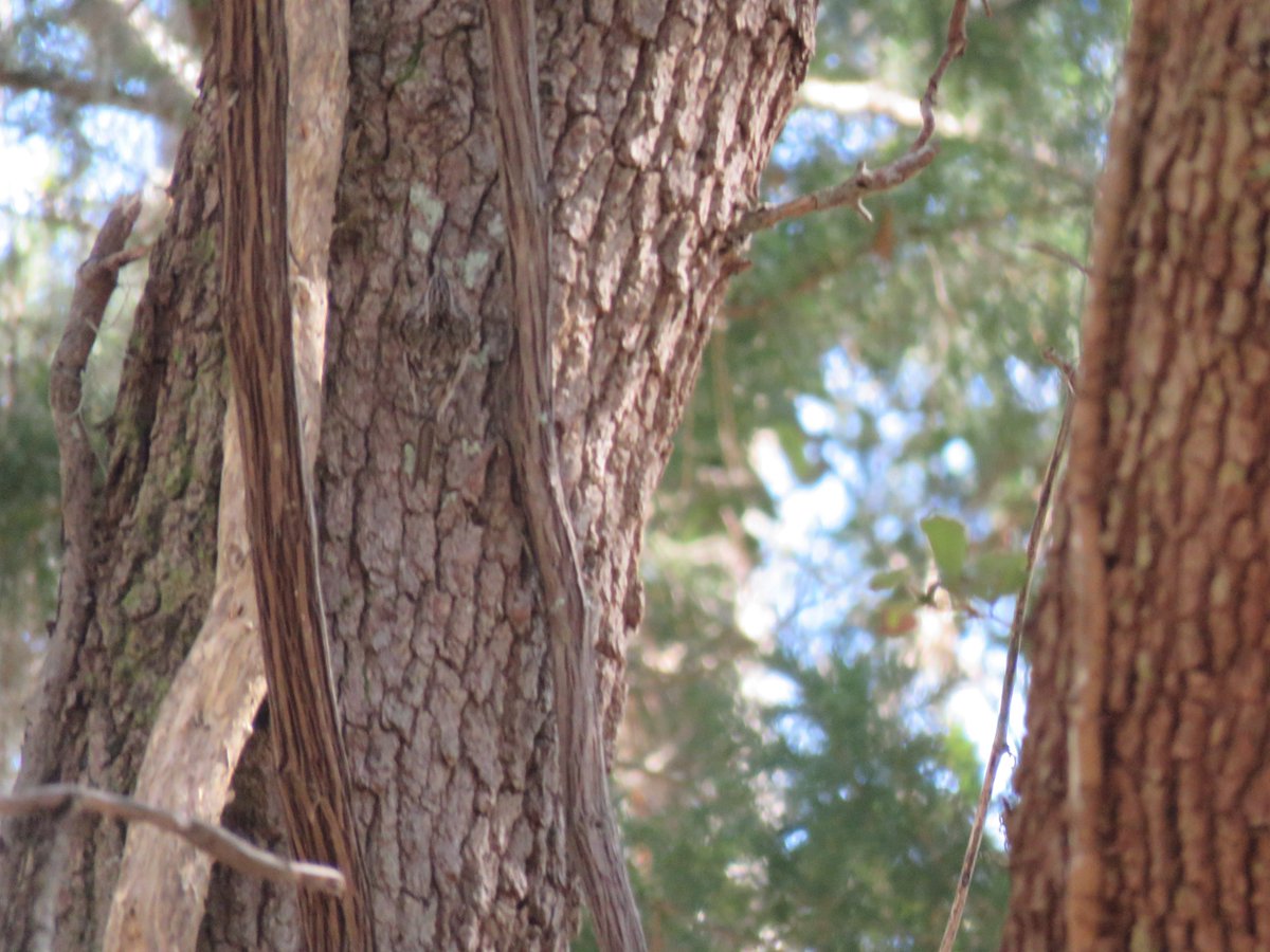 Picture of a tree trunk with a very well-camouflaged Brown Creeper creeping up