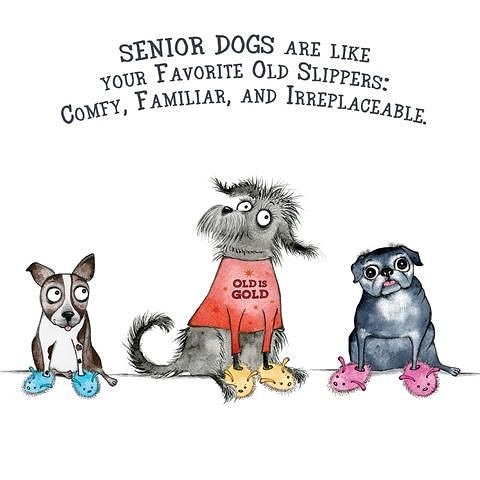 Soulmutts1's tweet photo. Old friends make the best friends 💛 #adoptyoursoulmutt #oldisbeautiful #apparelwithapurpose #supportyourlocalrescue #alldogsmatter #supportyourlocalshelter https://t.co/zupm1ebj3w