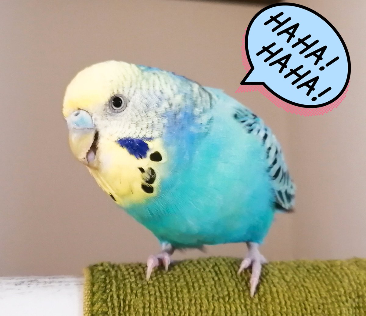 ころみ 放鳥タイム Popが壁紙を噛んでた 怒られるかな みたいな顔でこちらを見てる 嘲笑うかのような表情 笑 セキセイインコ セキセイpop 鳥好き