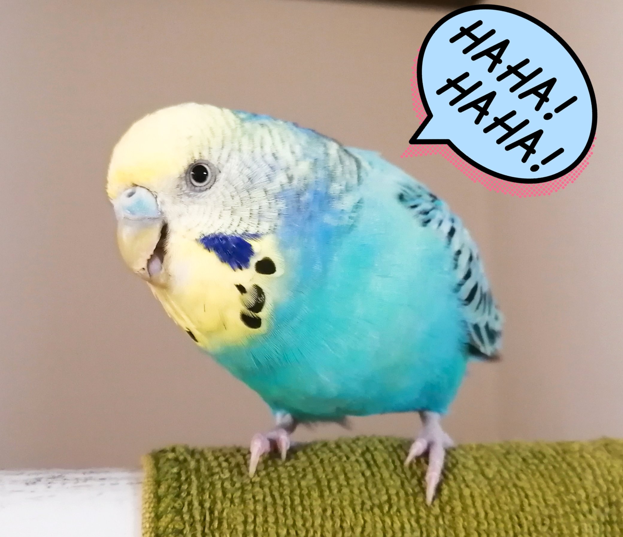 ころみ 放鳥タイム Popが壁紙を噛んでた 怒られるかな みたいな顔でこちらを見てる 嘲笑うかのような表情 笑 セキセイインコ セキセイpop 鳥好き T Co Vtmipdxzir Twitter