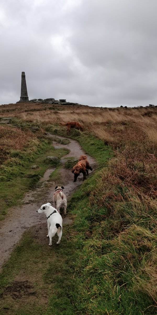 DogKbt's tweet photo. A bit windy up on Carn Brea today #dog #dogwalker #DogsofTwittter https://t.co/pmPnpXKG53