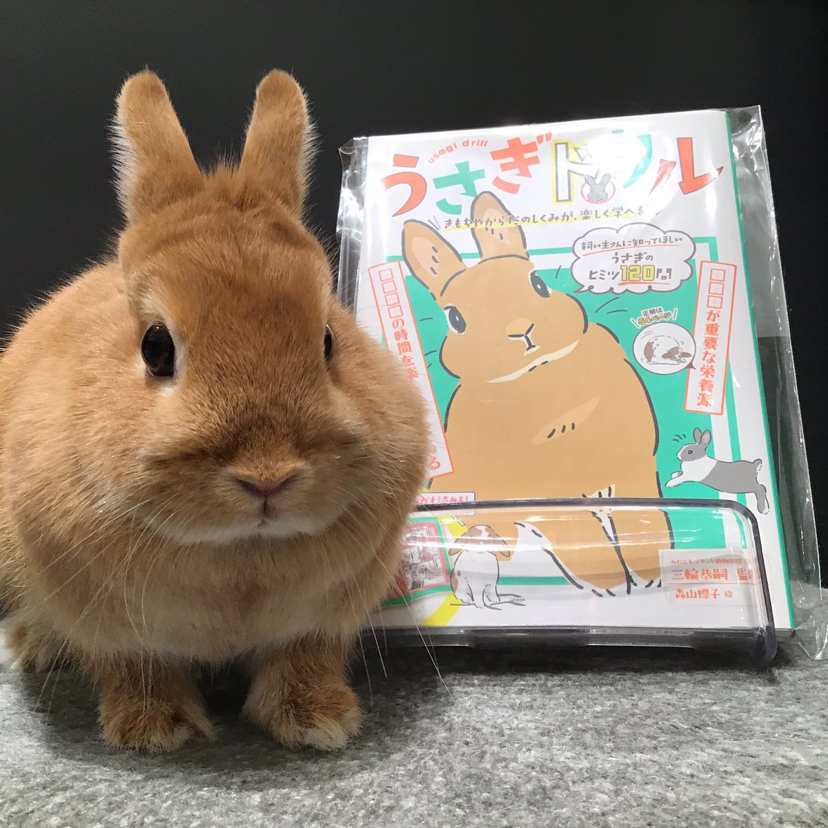 うさぎのしっぽ南町田グランベリーパーク店 A Twitter 巷で人気の うさぎドリル が南町田店にも入荷しました うさちゃんの気持ち や からだの仕組みがクイズ形式で学べます 漫画もあって うさちゃんのことを楽しく知ることができますよ うさぎ うさぎの うさぎのしっぽ南町田グランベリーパーク店 A Twitter 巷で人気の うさぎドリル が南町田店にも入荷しました うさちゃんの気持ち や からだの仕組みがクイズ形式で学べます 漫画もあって うさちゃんのことを楽しく知ることができますよ うさぎ うさぎの