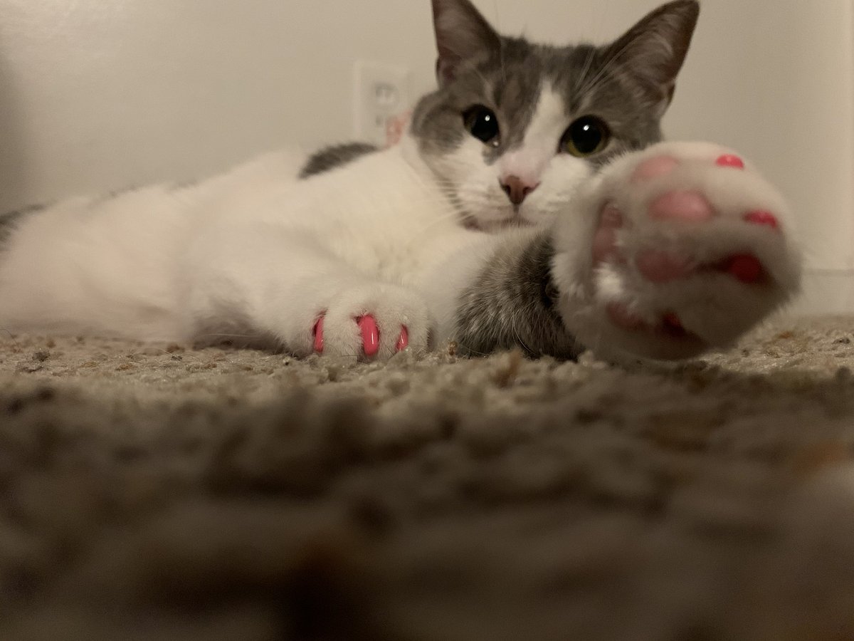 lilgarbagequeen's tweet photo. i did a photo shoot of my cat she is flawless https://t.co/fxGx2K5hRR