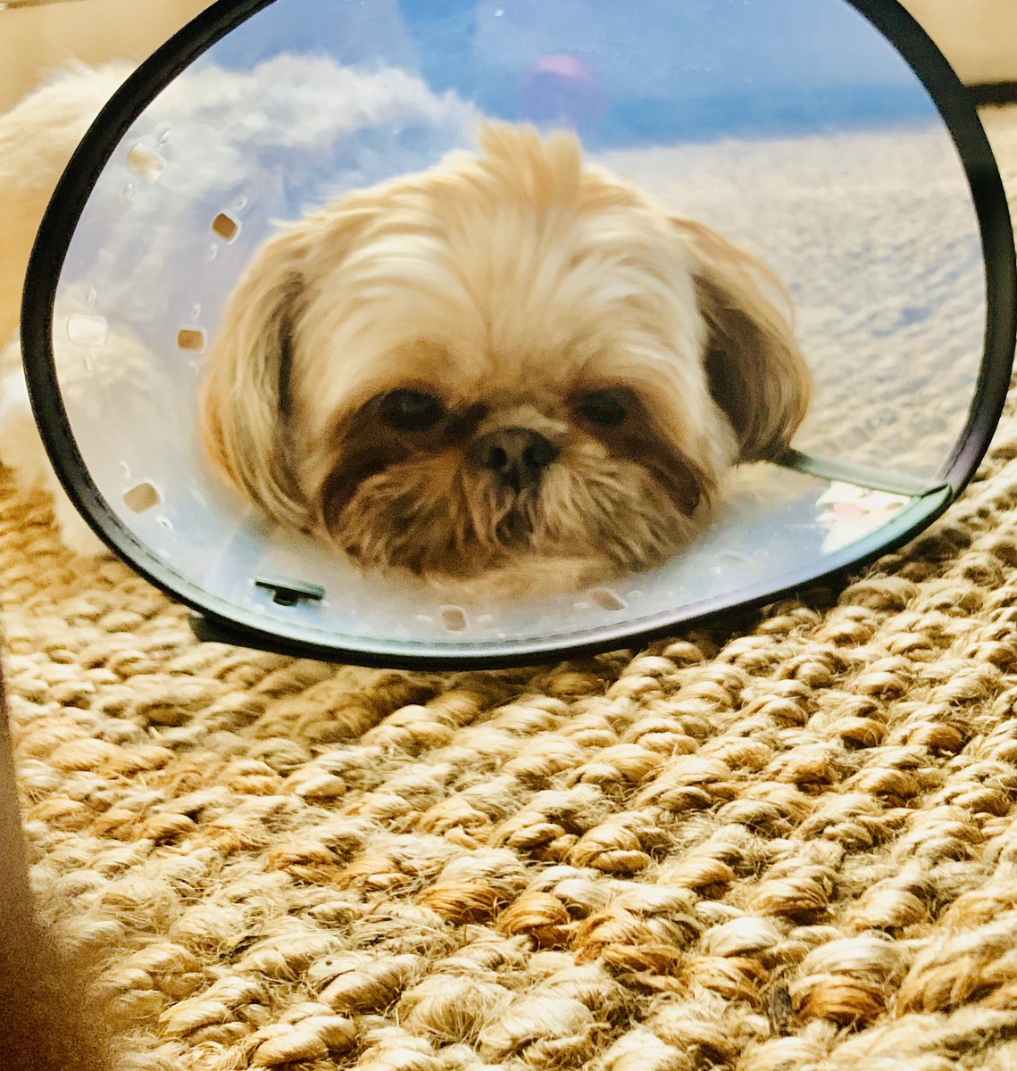 Andrea_Morehead's tweet photo. TY to Aunt @EmilyWTHR for unleashing me from my #ConedLife! I am honored to wear #Luca’s softer brace. 🐶❤️ #MoreComfortable #IWillSleepBetter @WTHRcom https://t.co/iwNDKTzfyj