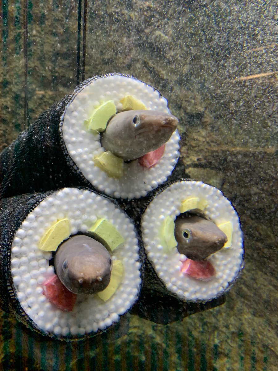 生きたアナゴがひょっこり顔を出す アナゴの恵方巻 がとある水族館に登場 かわいい 聞いてた以上に恵方巻 Togetter 生きたアナゴがひょっこり顔を出す アナゴの恵方巻 がとある水族館に登場 かわいい 聞いてた以上に恵方巻 Togetter