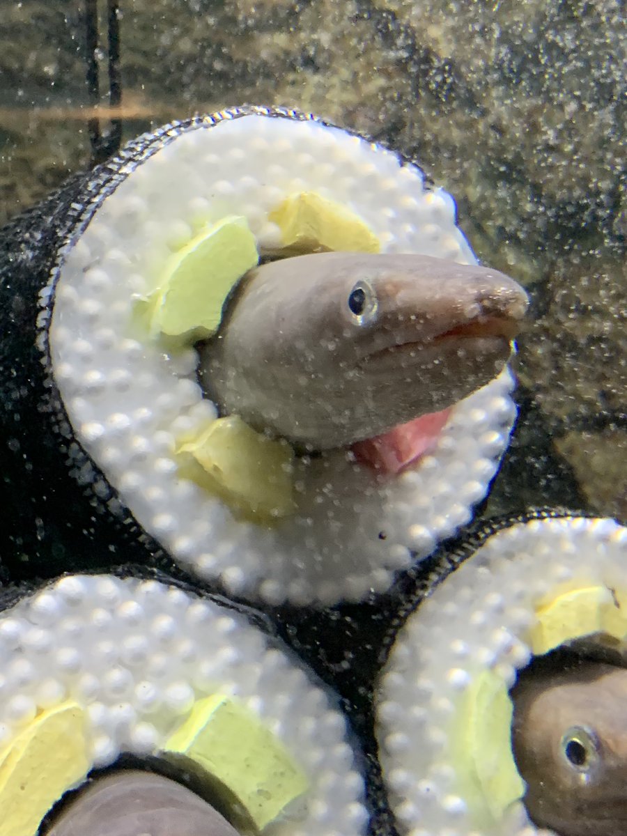 生きたアナゴがひょっこり顔を出す アナゴの恵方巻 がとある水族館に登場 かわいい 聞いてた以上に恵方巻 Togetter