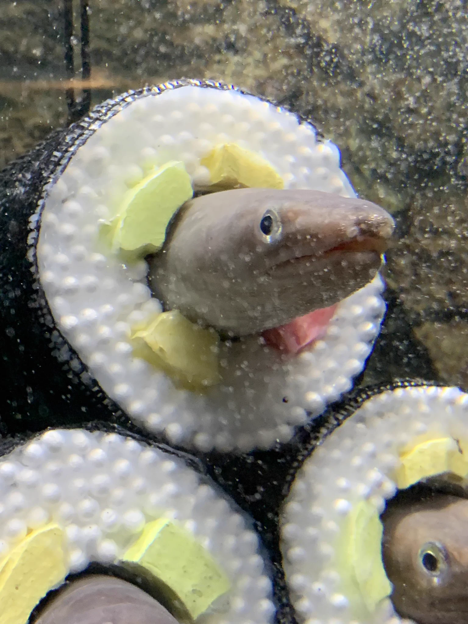 水族館で恵方巻きが泳いでる！？正体はアイツだった…