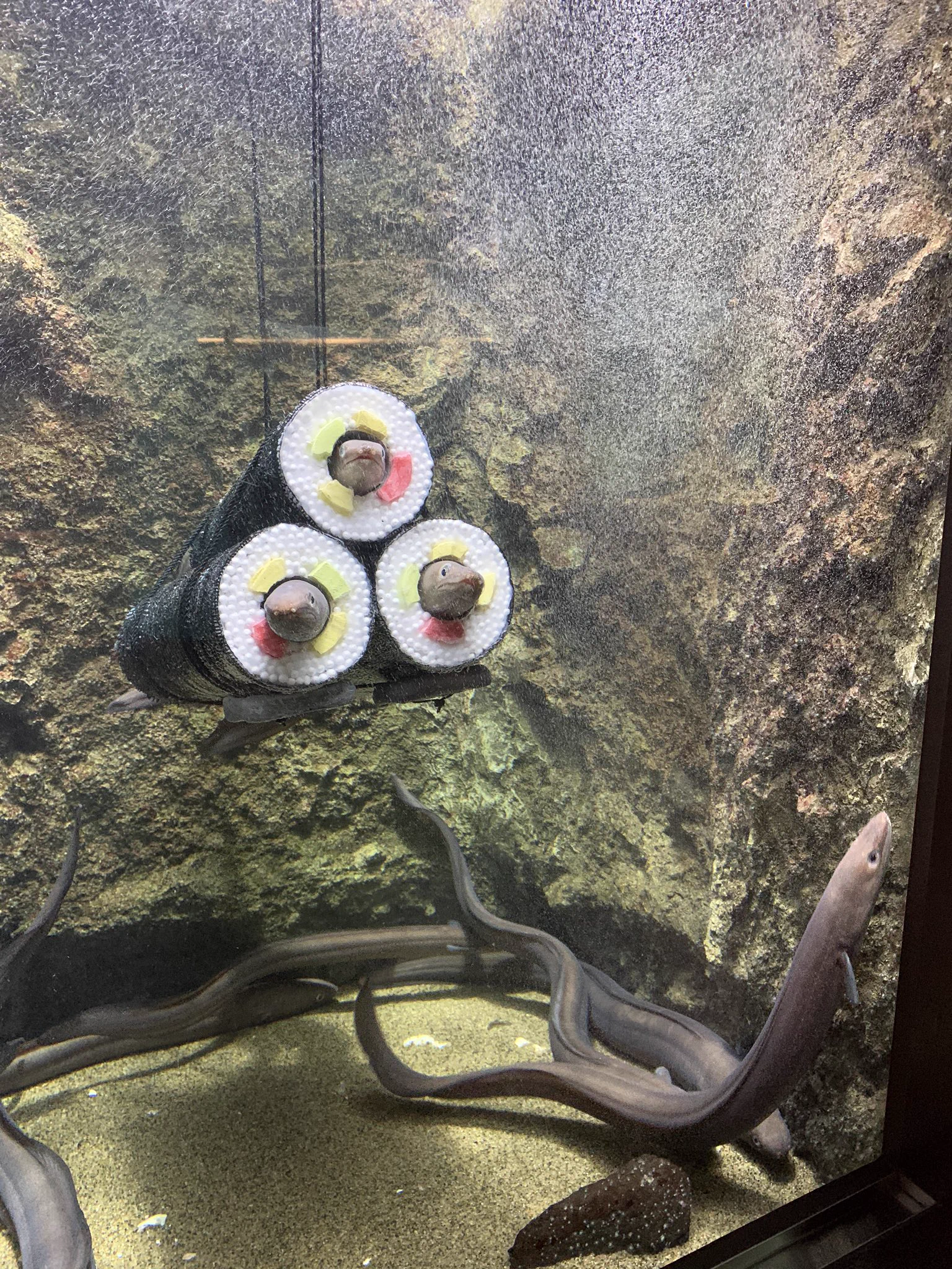 水族館で恵方巻きが泳いでる！？正体はアイツだった…