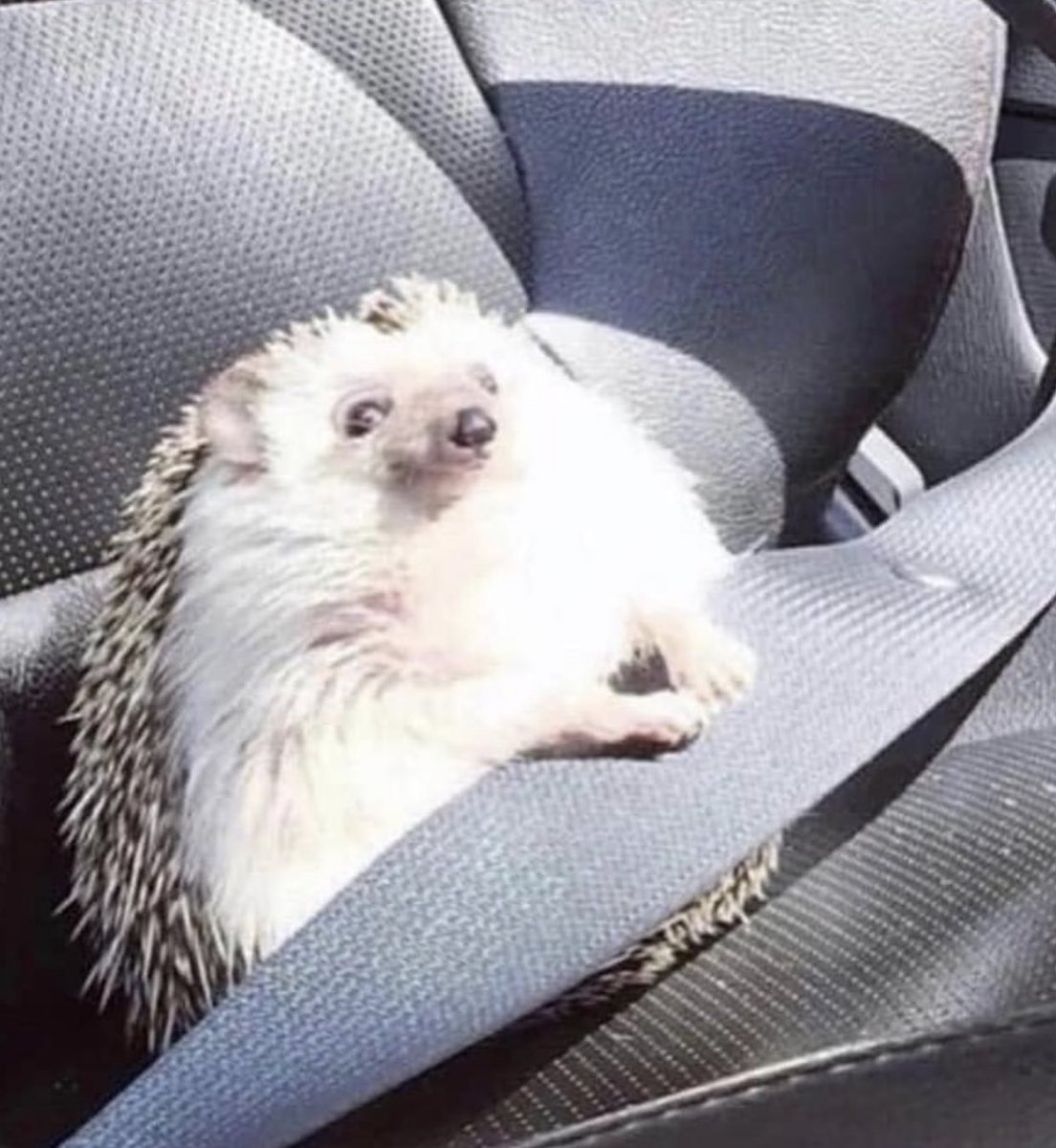 vaselysapunov's tweet image. that feeling when you’re in an Uber at 3am and you can’t talk to the driver because you are so drunk that the only thing you have said for the last 45 minutes is hiccups but u got your seatbelt on like a good boi