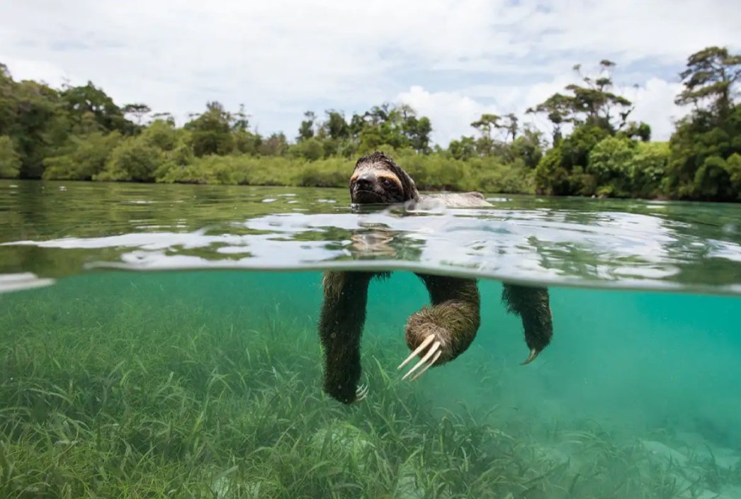 FastestSlothEvr's tweet image. whent for swim tuday and wuz very refreshing. 10/,10 watter