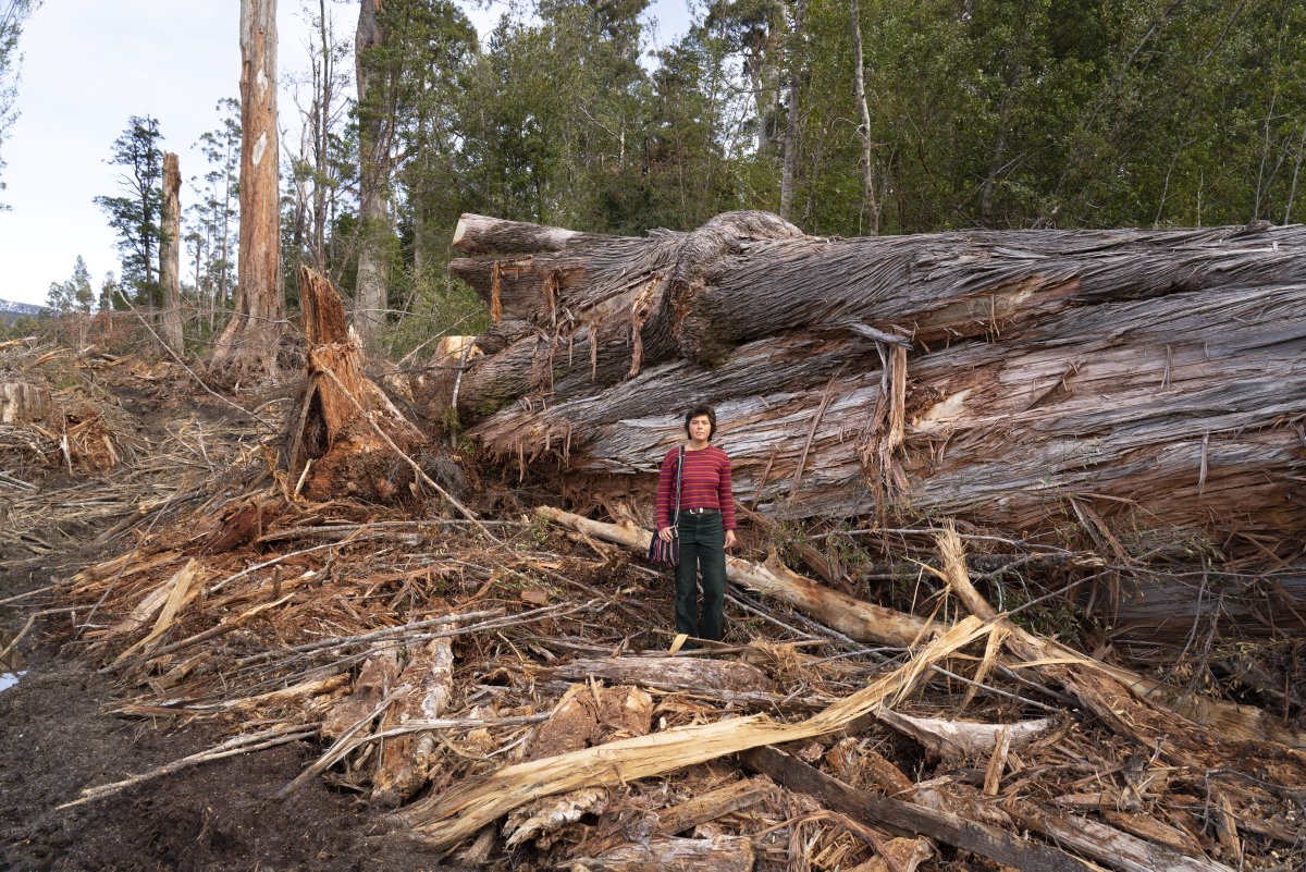 The Tree Projects tweet media