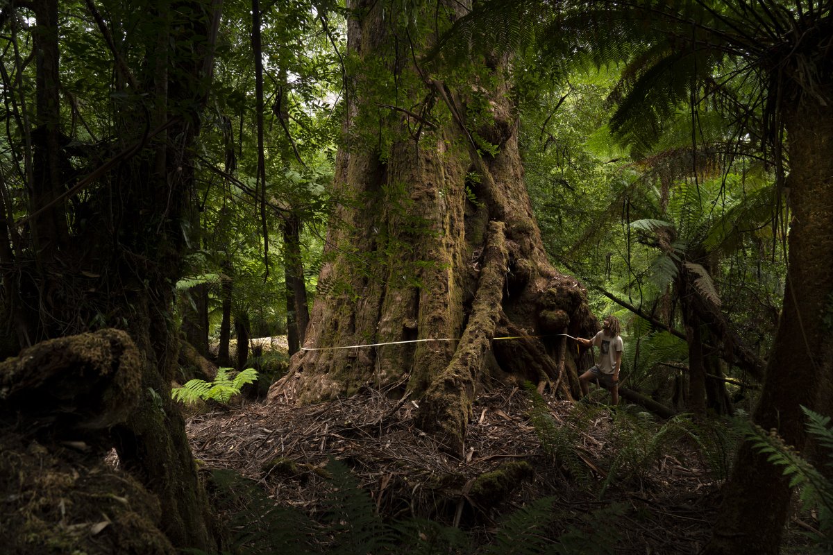 The Tree Projects tweet media