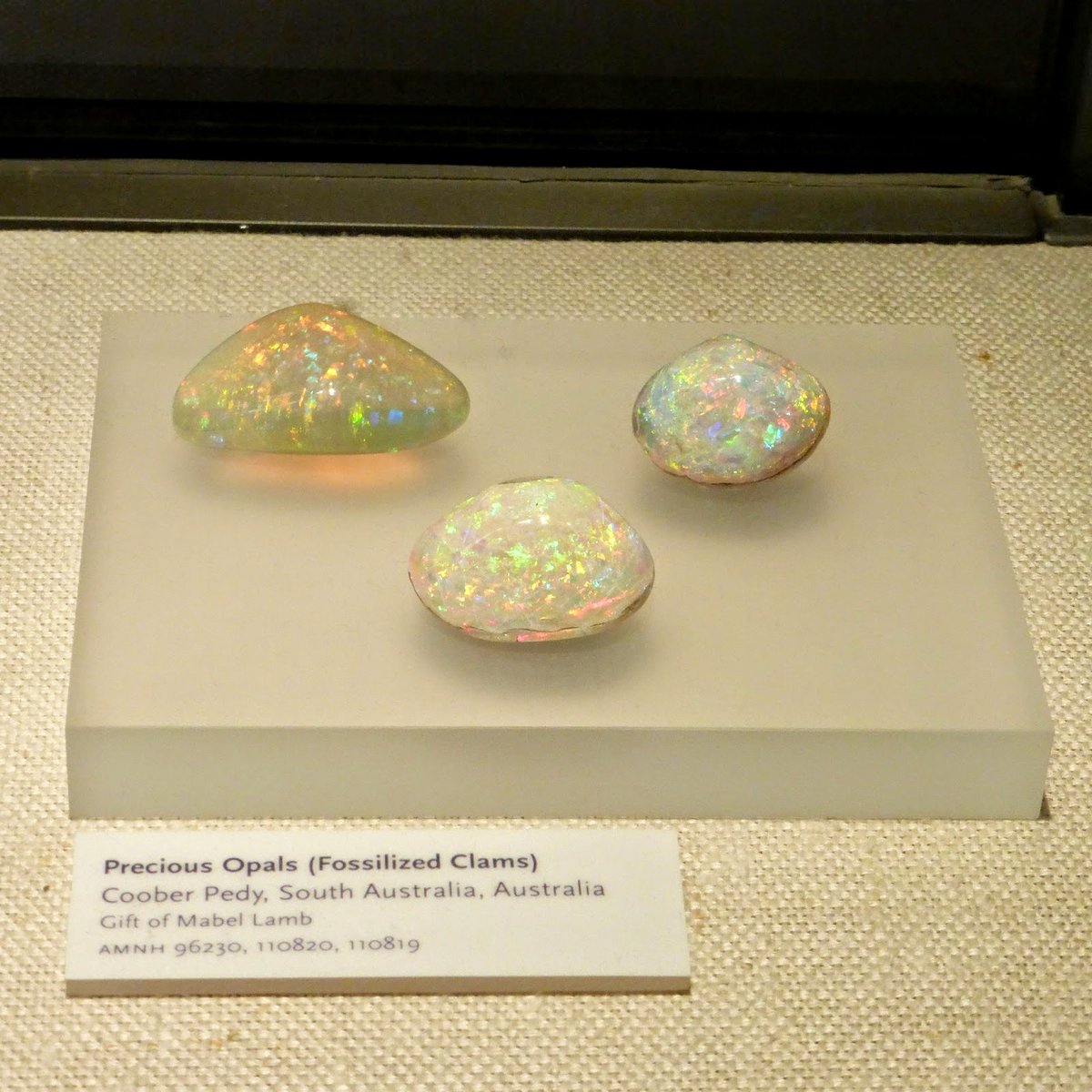 Femorale Shells ar Twitter: "Fossilized clams - Coober Pedy, South Australia, American of Natural History,https://t.co/h75qnNu4J7 #CooberPedy # Australia #paleo #bivalve #mollusc #opalized #fossil https://t.co/8dy5UMNtVw" / Twitter