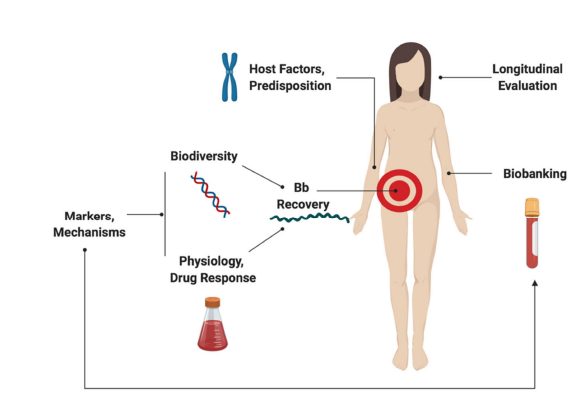 Pathogens_MDPI's tweet photo. 🥳🥳
#CallforReading
"#LymeDisease Frontiers: Reconciling #Borrelia Biology and Clinical Conundrums" published, full paper at https://t.co/N4ul42M8h2
#zoonosis
#pathogenesis
#virulence
#antimicrobials
#serotype https://t.co/dZMQ6NulcE