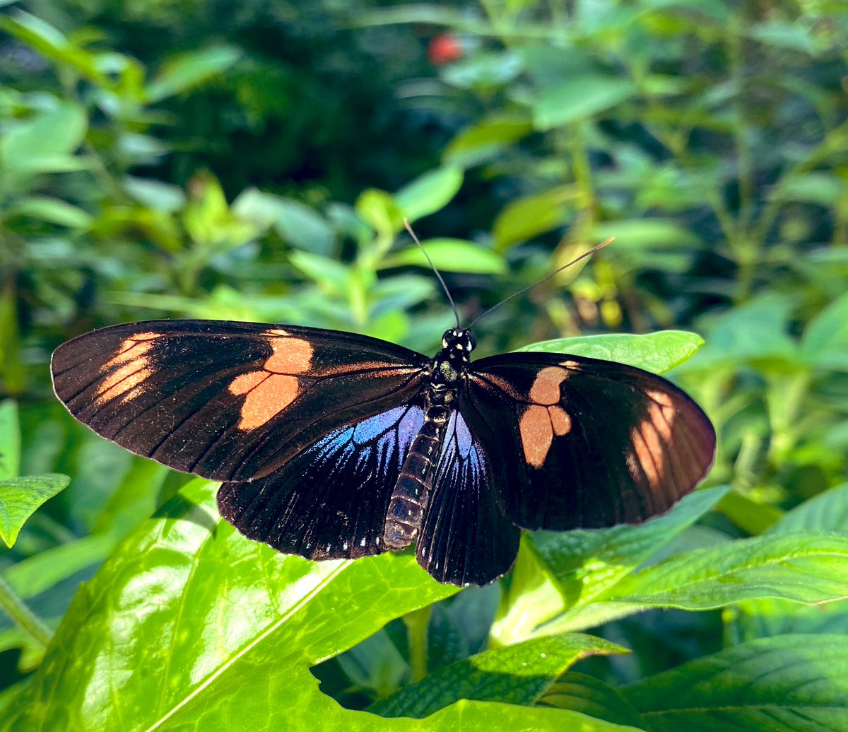 wingsoftropics's tweet photo. The pink color on the forewings of this Heliconius doris is quite rare. The common form is actually ligh yellow. @FairchildGarden https://t.co/pqBbuChRw4