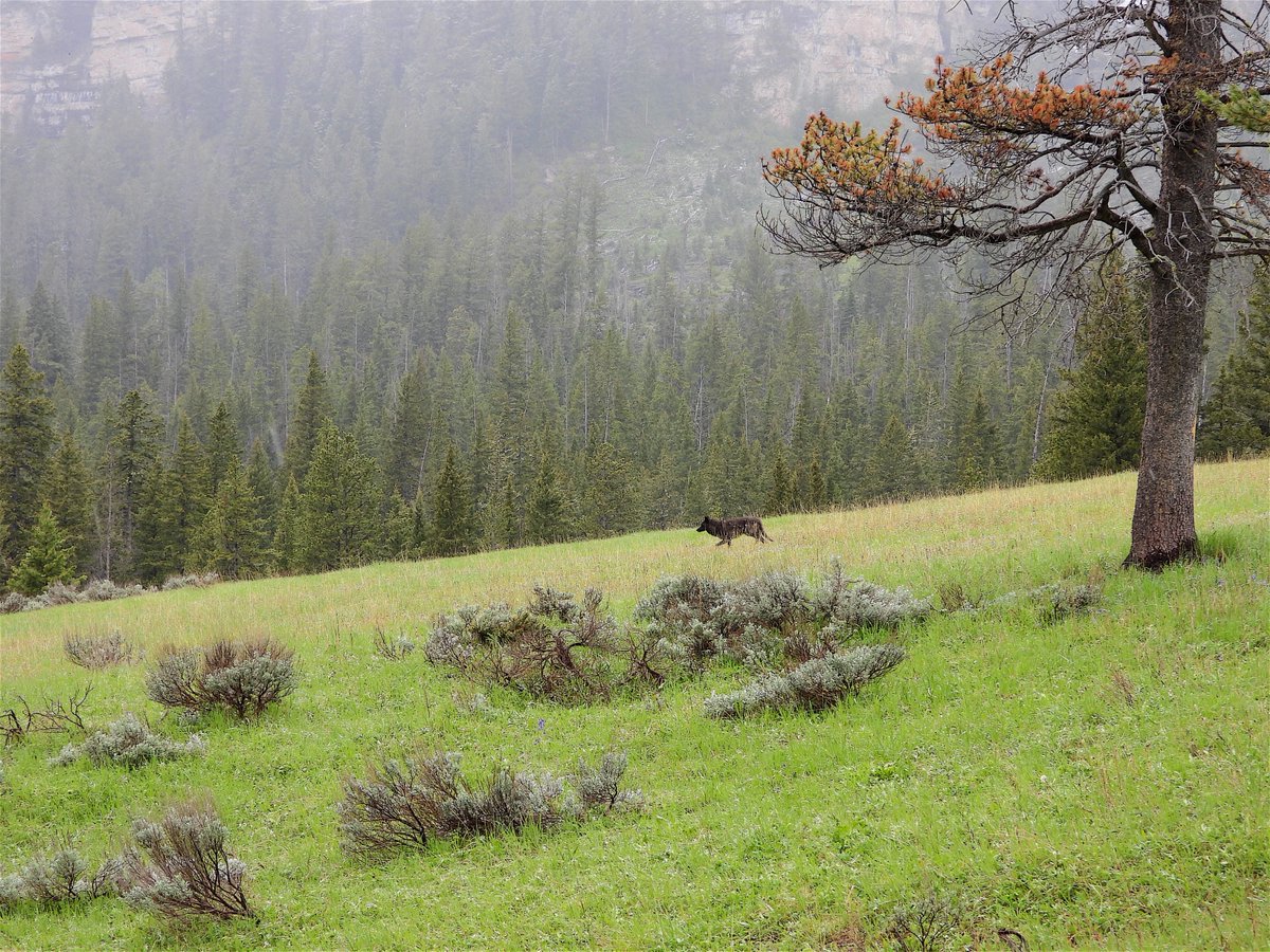 When I first saw this wolf, I grabbed the camera and took a few quick shots with it just as it. It was snowing lightly, somewhat foggy and she was at the cameras far range. Once I'd gotten a few, I spent a moment changing some settings, but this was that first photo.