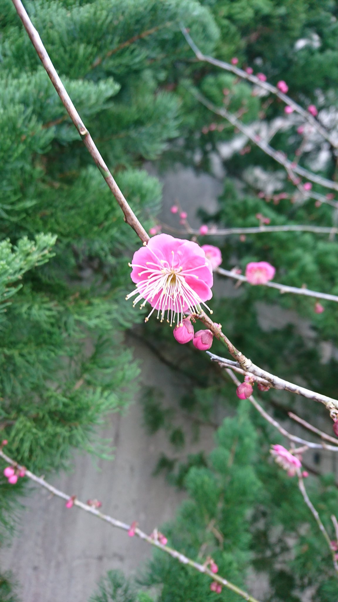 花の兄 Twitter Search Twitter