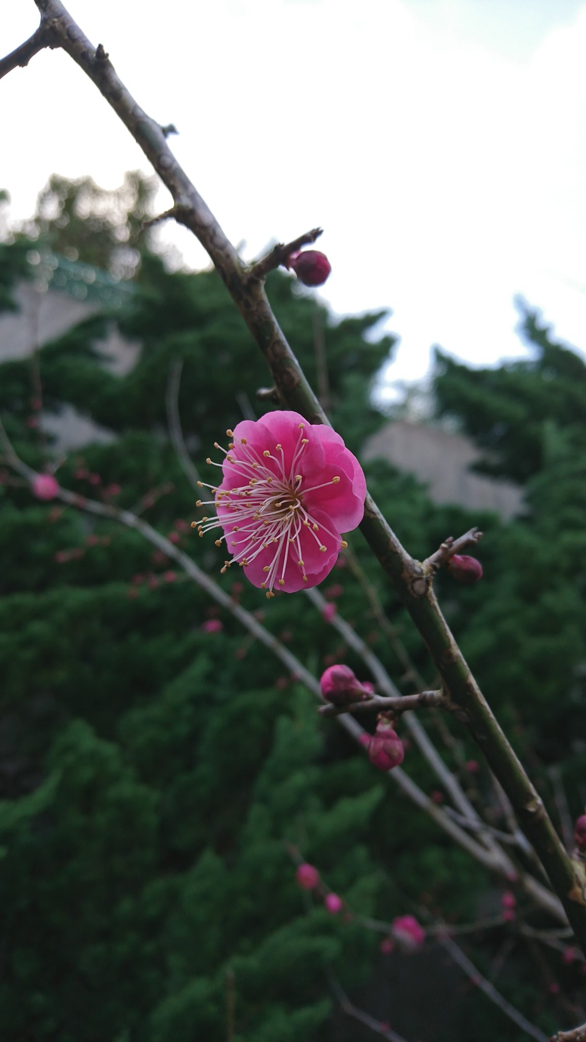 花の兄 Twitter Search Twitter