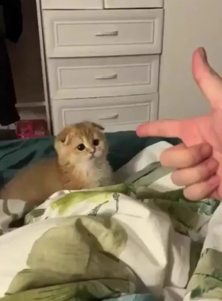 可愛すぎて笑顔になってさらに癒されてしまう画像ｗｗ子猫を撃つ真似をした結果ｗ