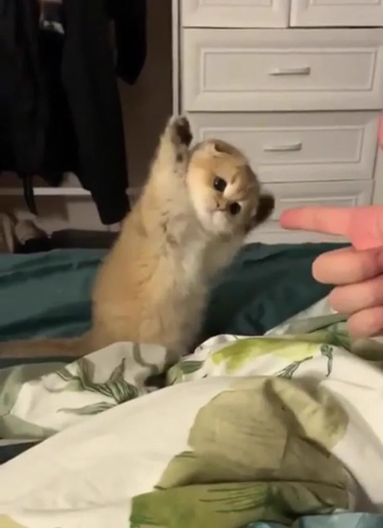 可愛すぎて笑顔になってさらに癒されてしまう画像ｗｗ子猫を撃つ真似をした結果ｗ