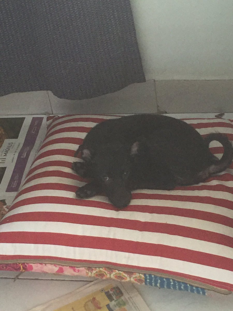Mumbaiguru's tweet photo. The simple pleasures of being a #pawrent
🐾
Watching your #furbabies🐾
😍🥰
Let Sleeping Dogs lie ...
🐾❤️🐾
#pepperthepup and #princesslokithelovely
💤🐾
Having their well deserved snooze 💤 post breakfast and morning exercise
🐾 #adoptdontshop #strays #homeswithpets https://t.co/rz9IcSIfQd