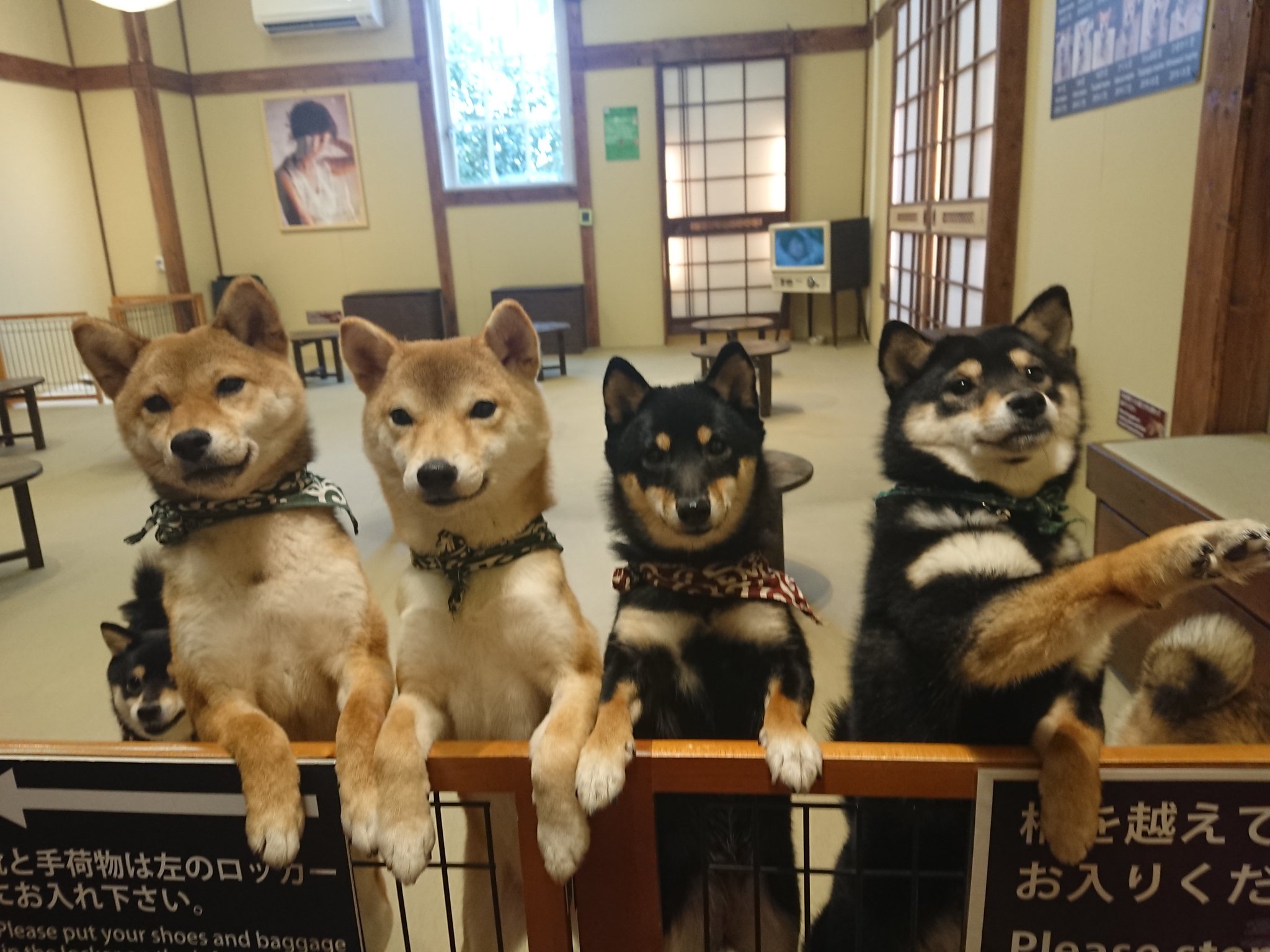 豆柴カフェハウステンボス店 当店の双子が勢揃い 左からひまわり豆 たんぽぽ豆ペア 右がもも豆 ぼたん豆ペア どちらがお好みですか それぞれの前足がまた可愛いですね 豆柴カフェ 豆柴カフェハウステンボス 豆柴 柴犬 犬 Dog Shiba