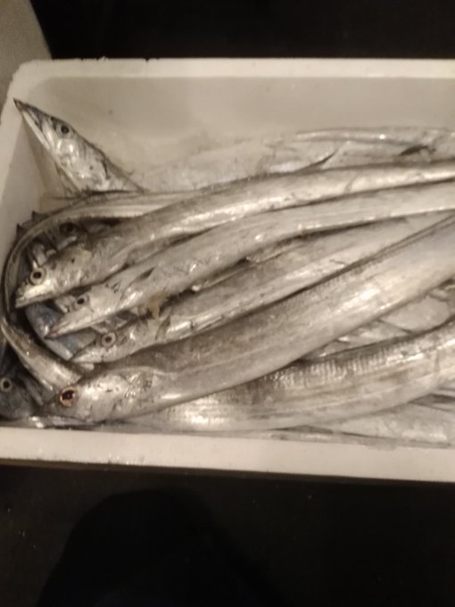 太刀魚のtwitterイラスト検索結果