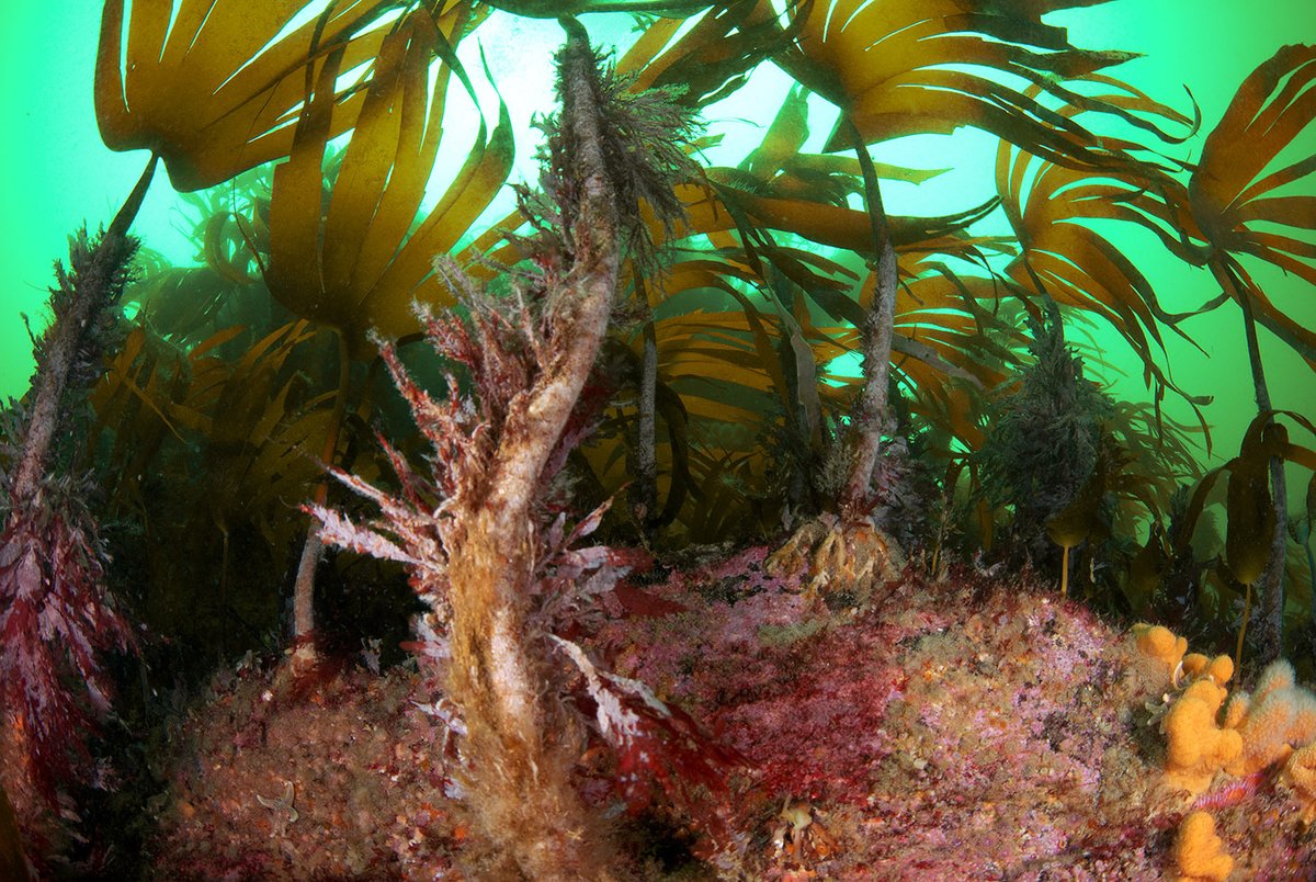 A kelp forest in Scotland. Image © Dan Smale.