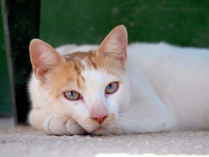 AsokaElGrande's tweet image. 📢ACOGIDA URGENTE PARA SWAN, SE HA CAÍDO SU ADOPCIÓN 📢

Swan lleva muchos meses viviendo en una casa de acogida y estaba a punto de ser adoptado pero se ha caído su adopción. No es justo q después de conocer lo q es vivir en el calor de un hogar tenga que volver al albergue :(