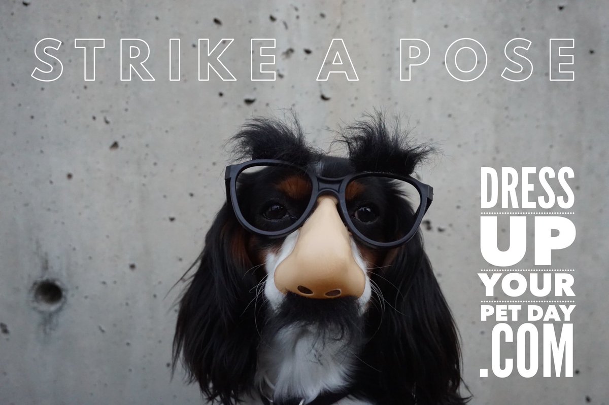 DressUpYourPets's tweet photo. Happy National Dress Up Your Pet Day! Show us your cuties in their unique fashions! And don’t forget that there is always a furry little soul, waiting in a shelter for love and a forever home. ❤️#AdoptDontShop #DressUpYourPetDay https://t.co/JTYSEttbjN