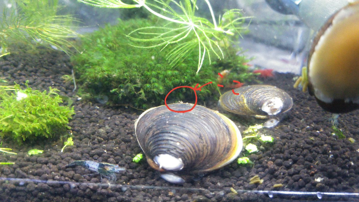 淡水シジミ