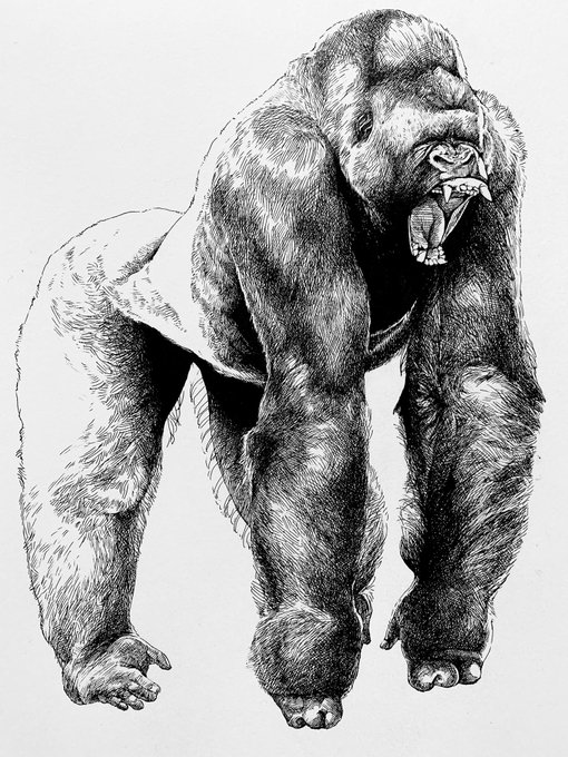 #ゴリラ #模写 #ボールペン 