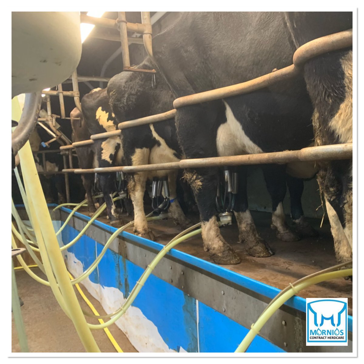 ReliefMilker's tweet photo. This week sees one of our #ReliefMilkers and #HerdcareProviders delivering our Award Winning Herdcare Service to a farm in #Devon. This holiday is the first that the family have been able to have for 6 years.

https://t.co/w7qimSQroE https://t.co/Zf6631iJrA