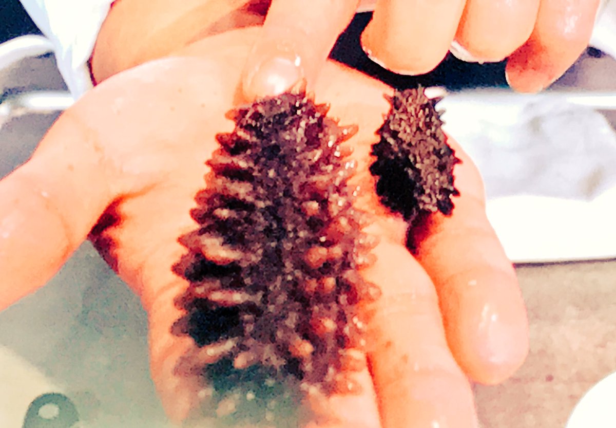 thomasrossini's tweet photo. dried seacucumber from japan cooked in madrid  by a hongkonger chef 
#madridfusion2020 https://t.co/SFl1jyALf6