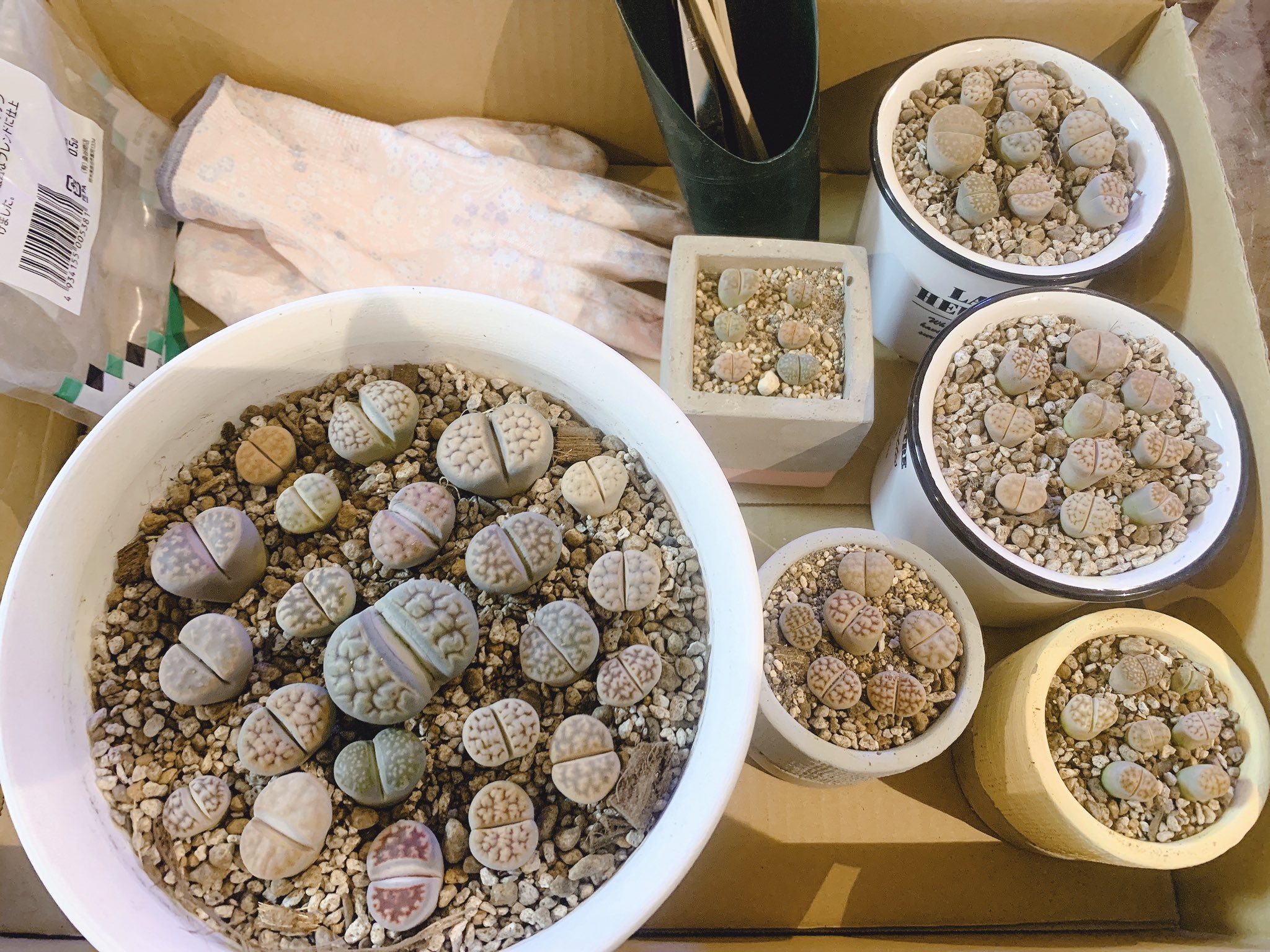 多肉が大好き散財マン リトープス の植え替え作業完了 リトープス 多肉 リトープス丼 T Co Bwklbyetby Twitter 多肉が大好き散財マン リトープス の植え替え作業完了 リトープス 多肉 リトープス丼 T Co Bwklbyetby Twitter